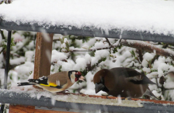 Chardonneret élégant et Grosbec cassenoyaux © Catherine Thiebaut